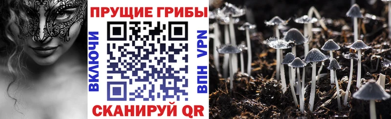 Купить закладки  Торопец  Галлюциногенные грибы Cubensis 